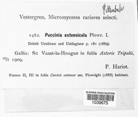 Puccinia extensicola image
